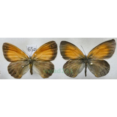 Coenonympha arcania Linnaeus, 1761 pair Strzępotek perełkowiec Poland65n